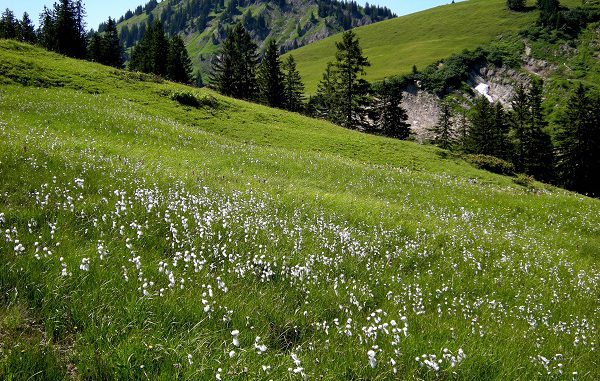 Bergwiese mit Wollgras im Gunzesrieder Tal