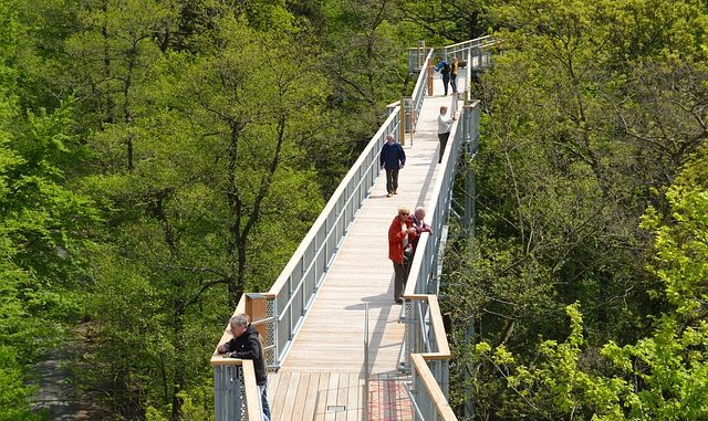 treetop-path-1277339_640