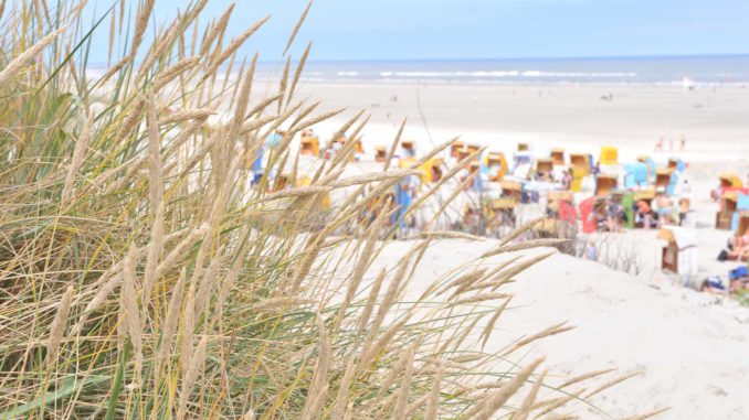 strand-schilf_05