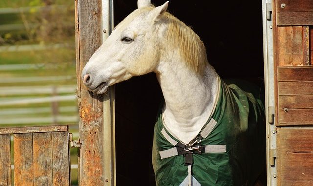 horse-1006558_640